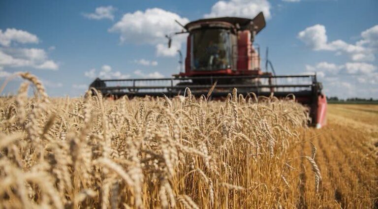 Рекордні показники врожайності: як проходять жнива на Вінниччині цього року