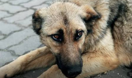 У Вінниці собак замурували в підвалі: волонтери врятували тварин за крок до загибелі