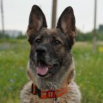 Вінницька вівчарка Фріда виборола срібло на всеукраїнській атестації ДСНС