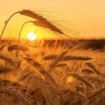 Календар свят на серпень 2026 року: які важливі дати відзначатимуть українці