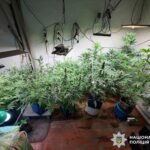 Плантація конопель у дворі та майже пів кілограма канабісу: на Вінниччині викрили чоловіка