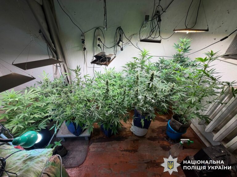 Плантація конопель у дворі та майже пів кілограма канабісу: на Вінниччині викрили чоловіка