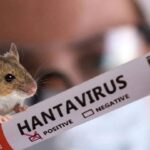 Лихоманка, нудота і температура: на Львівщині виявили хантавірус у 53-річного чоловіка