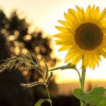 До +29° і літні дощі: якою буде погода на Вінниччині 15 липня