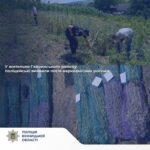На Гайсинщині викрили масштабний посів маку: вилучили понад 800 рослин