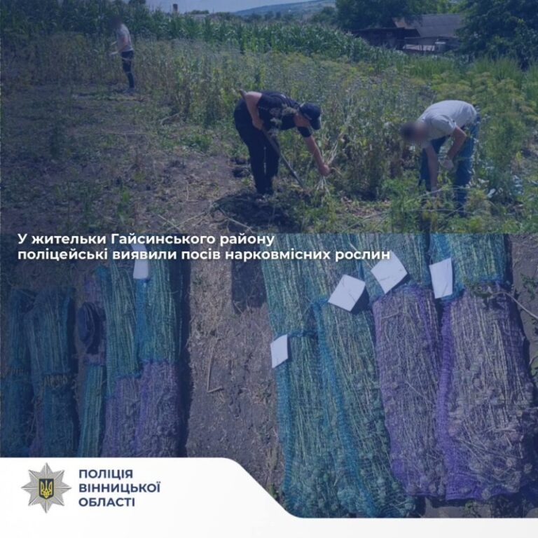 На Гайсинщині викрили масштабний посів маку: вилучили понад 800 рослин