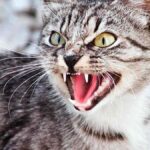 Небезпечний вірус у Гніванській громаді: введено карантинні обмеження
