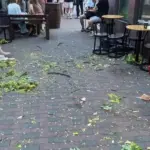 Відпочинок обернувся трагедією: у Вінниці на дівчину впало дерево