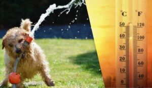 Україну після прохолоди накриє нова хвиля спеки: коли чекати до +33°C