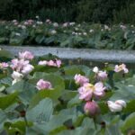 На Вінниччині ставок перетворився на рожеве море: лотоси вкрили 1,5 гектара водойми