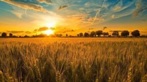 Прийде прохолода: якою буде погода 12 серпня у Вінниці та області