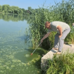Чому позеленіла вода в Південному Бузі: фахівці назвали причину