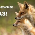 На Вінниччині виявили сказ у лисиць: у двох громадах запровадили карантин