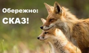 На Вінниччині виявили сказ у лисиць: у двох громадах запровадили карантин