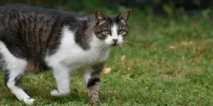 кіт