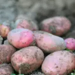 картопля