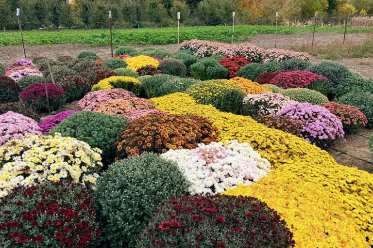квіти