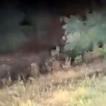 вовк