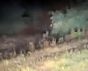 вовк