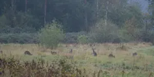 кенгуру