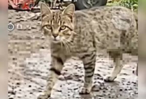 кіт