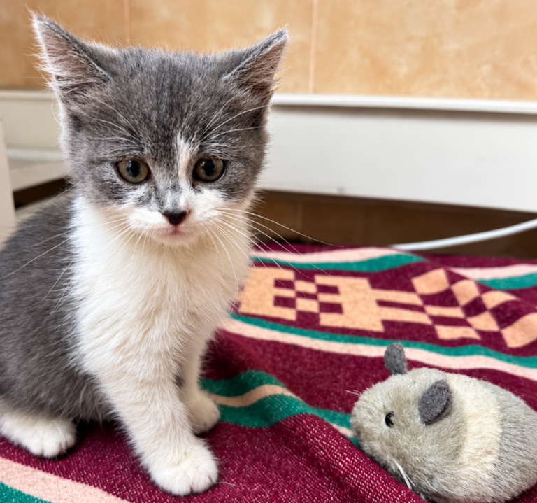 кошеня